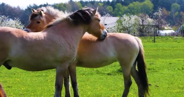 Όμορφα Δύο Άλογα Φροντίζουν Ένα Άλλο Ένα Πεδίο Πικραλίδες Οριζόντια — Αρχείο Βίντεο