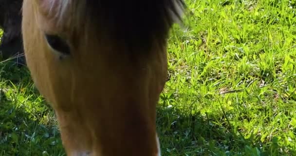 Close Beautiful Muzzle Brown Horse Grazes Field Dandelions Horizontal — Video Stock