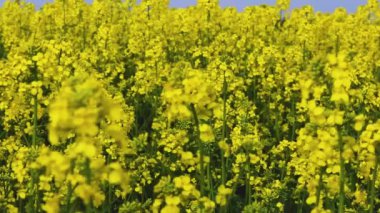 : large field of flowering yellow rapeseed in the evening. Rapeseed oil.