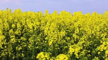 : large field of flowering yellow rapeseed in the evening. Rapeseed oil.