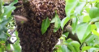  swarm of bees stuck around the trunk of a young pear in windy weather.