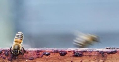 worker bee close-up on a wooden surface