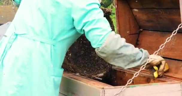Beekeeper Crushes Swarm Bees Caught Basket Hive — Stockvideo