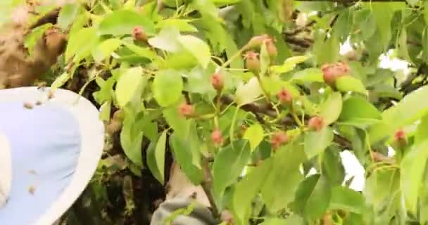 養蜂家は若い木から飛び去った蜂の群れを手袋でキャッチします — ストック動画