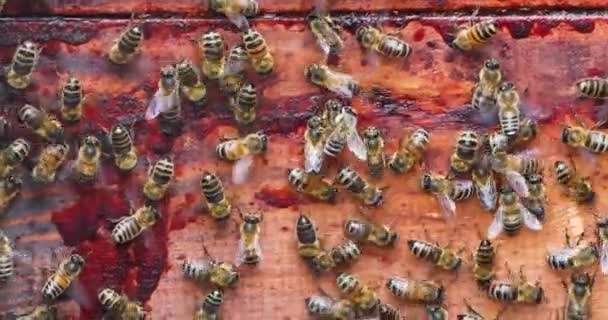 Disturbed Bee Family Collects Remains Honey Roofs House Agriculture — Video