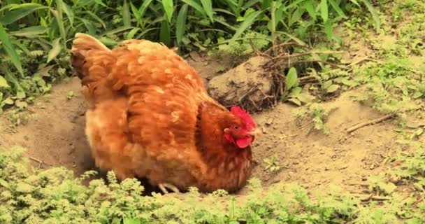 Коричневая Курица Грести Земле Курятнике Сельское Хозяйство — стоковое видео