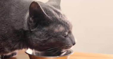 close-up of a gray cat finished eating with a bowl of meat. Cat's food.