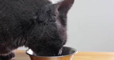 close-up of a gray cat slowly eats delicious food from a bowl. Cat's food.