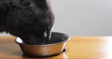 close-up muzzle of a gray cat slowly eats delicious food from a bowl. Cat's food
