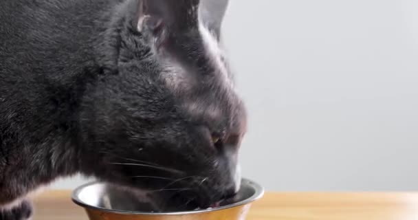 Kucing Abu Abu Selesai Makan Daging Dari Mangkuk Makanan Kucing — Stok Video