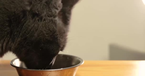 プロファイルの灰色の猫のクローズアップ銃口は ボウルからおいしい食べ物を食べます 猫の食べ物 — ストック動画