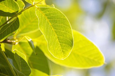 geniş ceviz yaprağı hafif arkaplanda, yatay