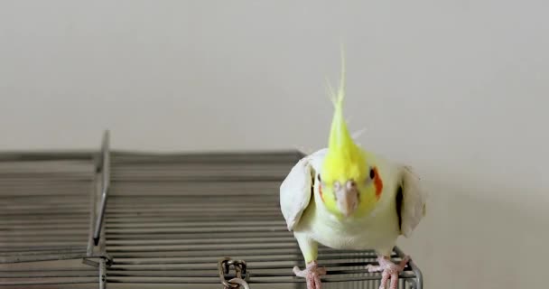 Cute Funny Parrot Karella Male Natural Color Cage — Vídeo de Stock