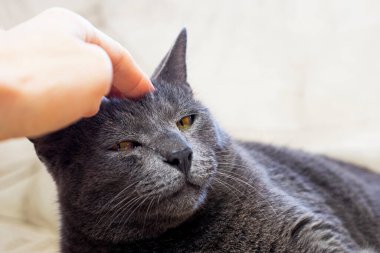 close-up of the muzzle of a sick gray burmese cat. horizontal