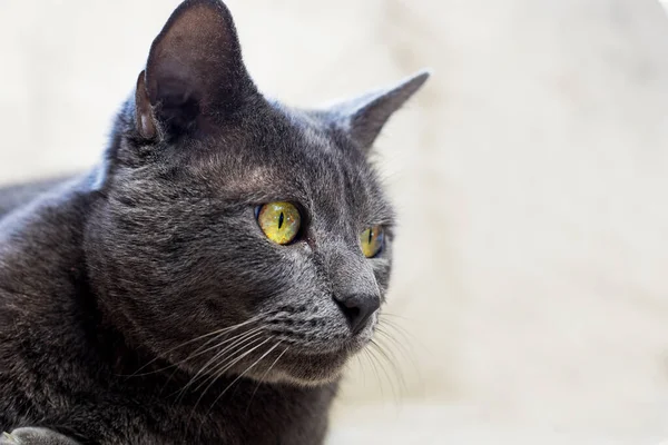 cute muzzle of a gray cat with amber eyes hunting for a mouse on the couch horizonta