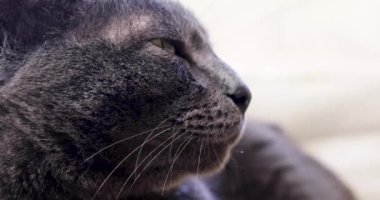 close-up muzzle of a gray burmese cat in profile looking forward.