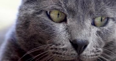 close-up muzzle gray Burmese cat watching the world around in front