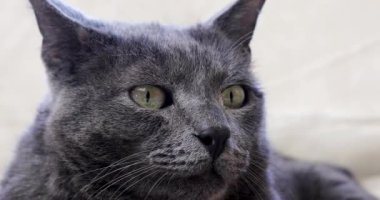 cute muzzle of a gray cat with amber eyes in front, horizontal