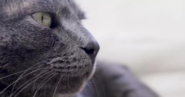 close-up muzzle of a gray burmese cat in profile. horizontal.
