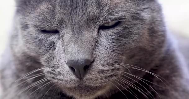 かわいいグレーのビルマ猫は目を丸くして何かを見た — ストック動画