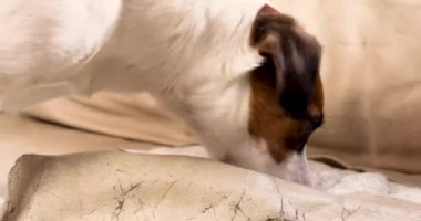 Jack Russell Terrier deri koltuğu yırtıp ödül arıyor..