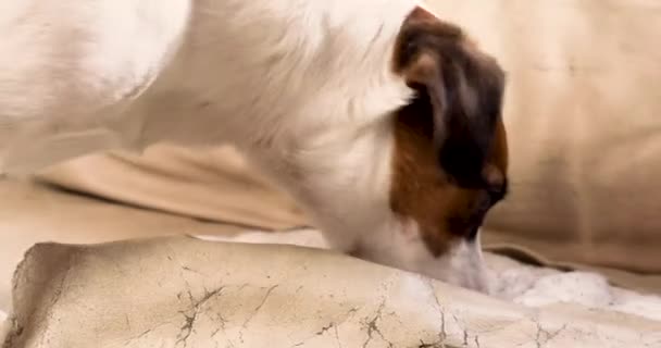 Jack Russell Terrier Rips Öppna Läder Soffa Letar Efter Godsaker — Stockvideo