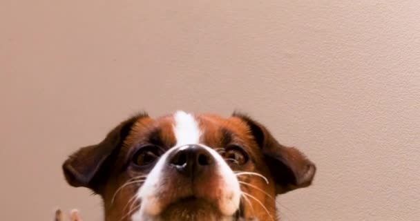 Aranyos Jack Russell Terrier Kiskutya Úgy Néz Meglepett Lépcsőn Alsó — Stock videók