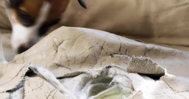 Rolig Jack Russell Terrier Tårar Läder Soffa Jakt Efter Godsaker — Stockvideo