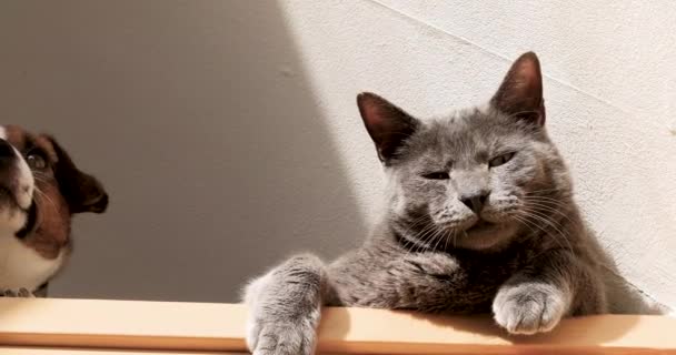 一只灰色的成年猫正在阳光下和一只小杰克 鲁塞尔犬一起洗澡 夏天快到了 — 图库视频影像