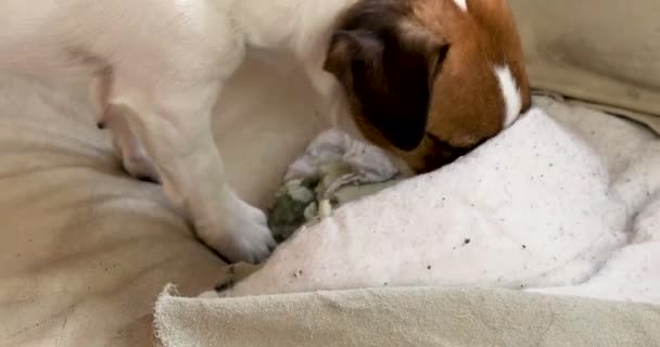 Jack Russell Terrier Sliter Sönder Lädersoffan Skadade Saker — Stockvideo