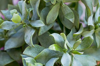 abstract green background from the leaves of the coculenta family Crasula krasula Blue bird. flatlay clipart