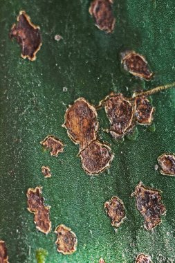 abstract green background from a diseased leaf of the common agave. ornamental plan