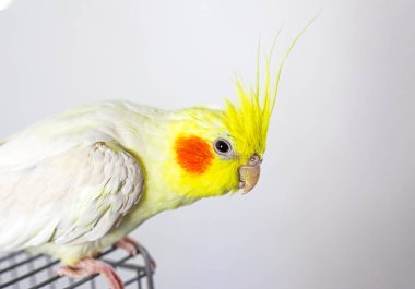 close-up of a curious male cockatiel parrot sits on top of a cage on a light backgroun