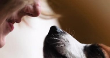 Mutlu Jack Russell Terrier kızın yüzünü yalıyor, buluşuyor.