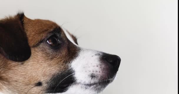 Ack Russell Terrier Egy Darab Sárga Almaaranyat Vízszintes — Stock videók