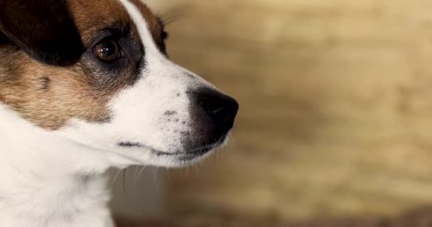 Δίνοντας Jack Russell Terrier Ένα Μικρό Κομμάτι Μήλο Οριζόντια — Αρχείο Βίντεο