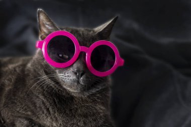 muzzle of a burmi cat of a brown hue in pink dark round glasses with an ajar eye on a dark background. horizontal