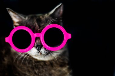 close-up of the muzzle of a Burmese cat in pink round glasses on a dark background. horizontal