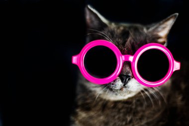 muzzle of a Burmese cat in pink round glasses on a dark background. horizontal