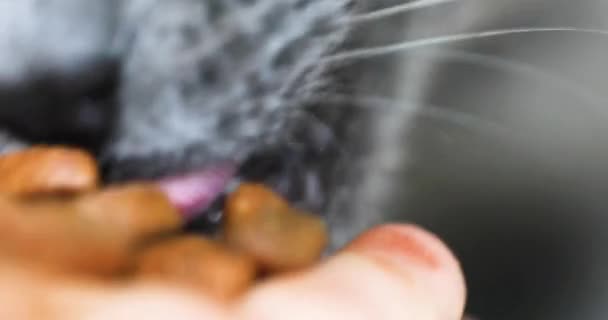 Ταΐστε Τις Γάτες Μιας Γάτας Ξηρή Τροφή Για Γάτες — Αρχείο Βίντεο