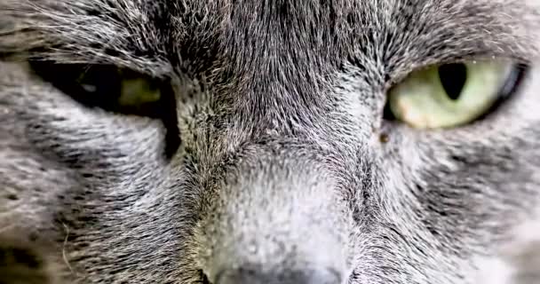 Brong Plan Blinking Eyes Gray Cat Horizontal — Stock video