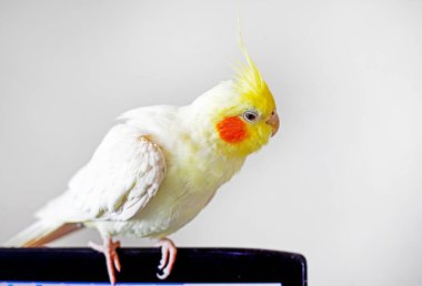 cute cockatiel parrot sits on a computer screen on a light background