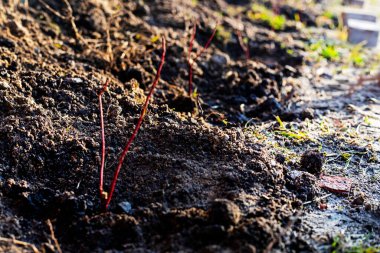 Aynı yaştaki genç çalılar. Bahçıvan bahçıvanlığı, bahçe düzenlemesi, çit.