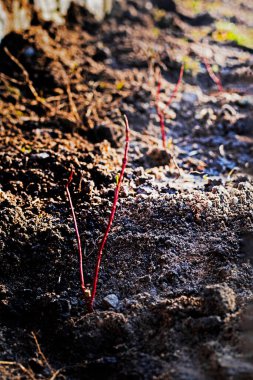 İlkbaharın başında ekilen aynı yaştaki çim yaprakları. Dünya Günü. Bahçıvan Peyzaj, Çit