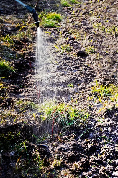 Semprotkan Semak Semak Muda Rumput Elegantissima Ditanam Awal Musim Semi — Stok Foto