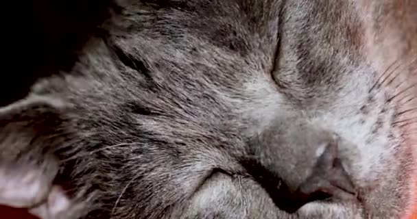 Gri Bir Kedinin Ağızlık Yakın Çekim Gözlerini Açtı Kapalı — Stok video