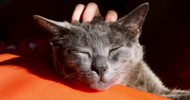 オレンジ色のオスマン帝国の水平線で太陽の下で日光浴をしている可愛い灰色のビルマ猫の耳の間を子供の手で引っ掻いて — ストック動画