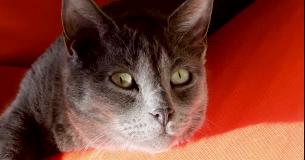 Roztomilá Šedá Barmská Kočka Upozorněná Poté Spala Slunci Horizontální — Stock video