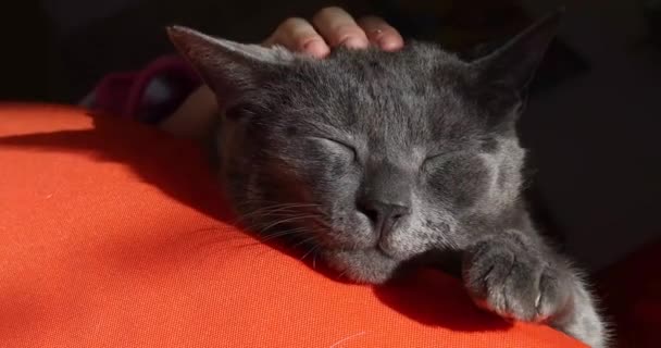 Ξύσιμο Μεταξύ Των Αυτιών Ενός Χαριτωμένο Γκρι Βιρμανική Γάτα Ένα — Αρχείο Βίντεο
