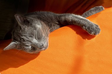 Mutlu gri Birmanya kedisi, güneşli turuncu bir sedirde güneşleniyor, yatay